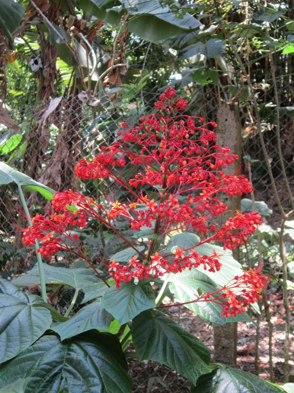Hotel El Paraiso Escondido - Costa Rica ฆาโก ภายนอก รูปภาพ