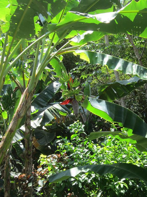Hotel El Paraiso Escondido - Costa Rica ฆาโก ภายนอก รูปภาพ