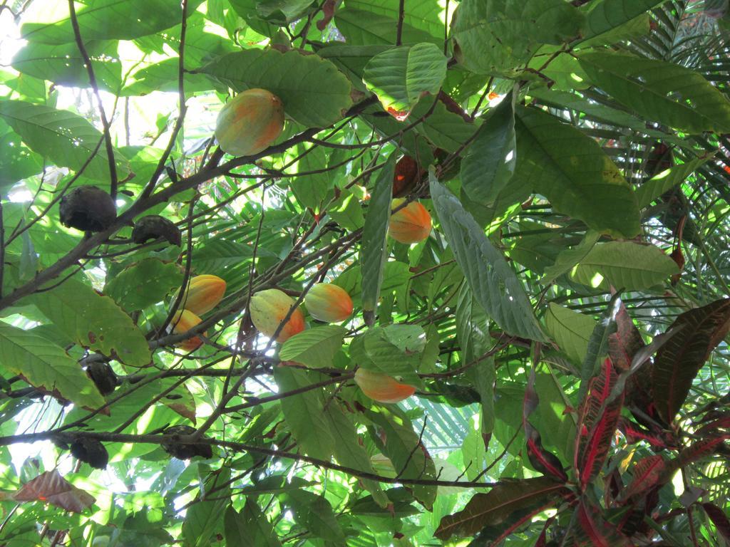 Hotel El Paraiso Escondido - Costa Rica ฆาโก ภายนอก รูปภาพ